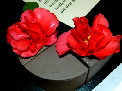 Camellia japonica 'Fred Sander'