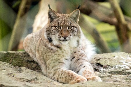 Mammal carnivores lynx photo