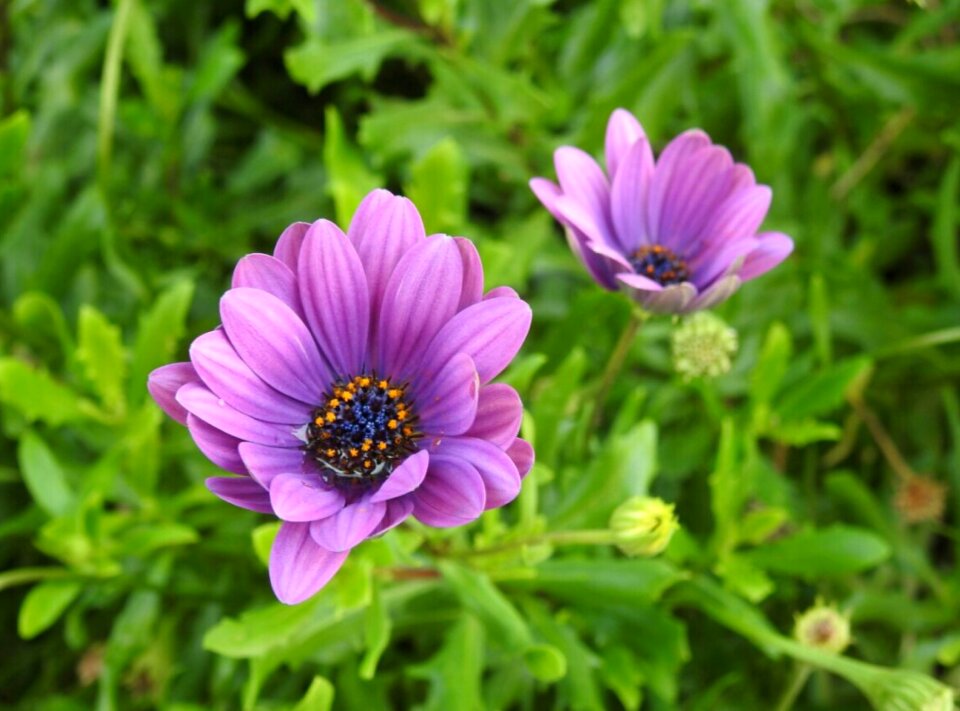 Blossom bloom purple flower