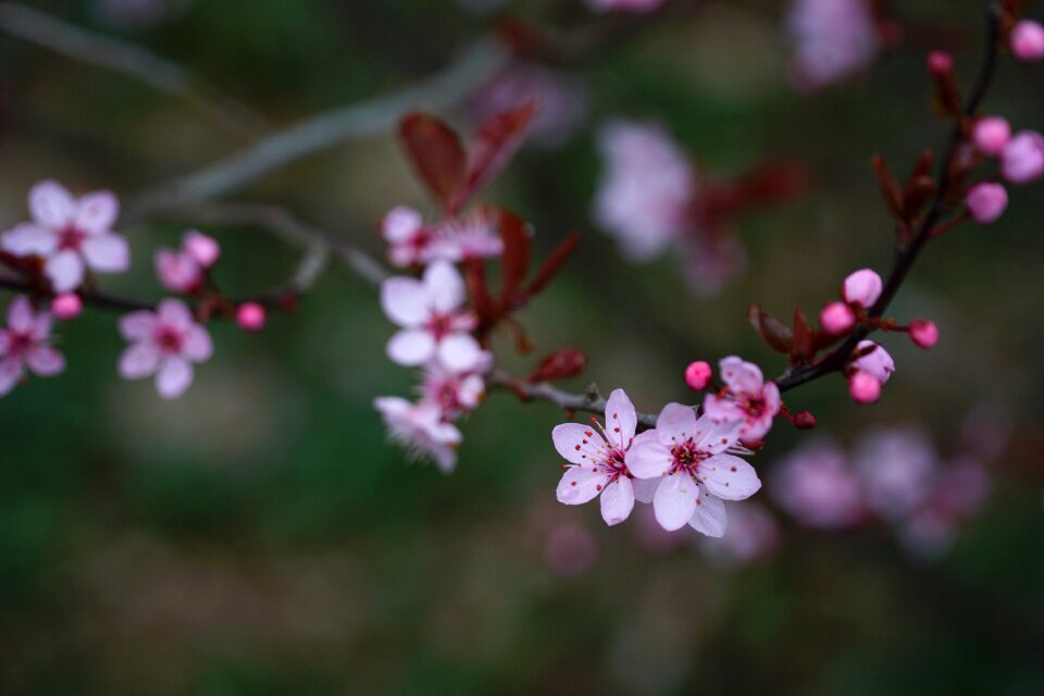 Branch tree spring