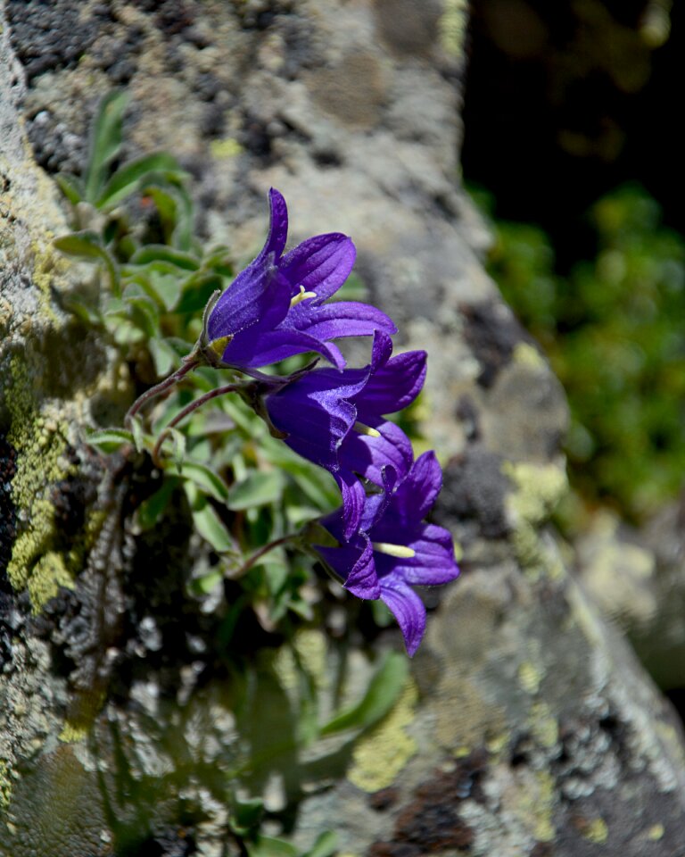 Spring flowers plant flowers