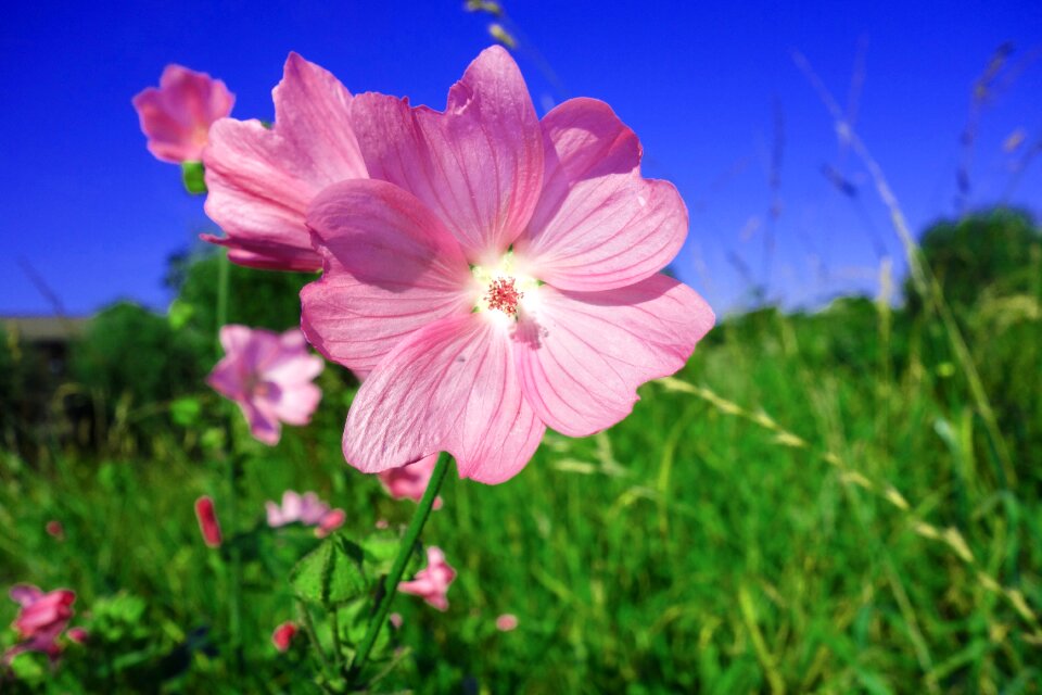 Geranium cranesbill nature