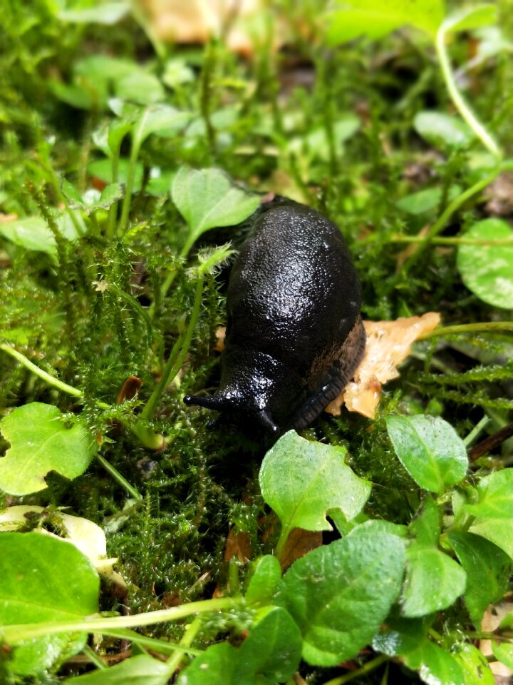 Snail forest forest floor