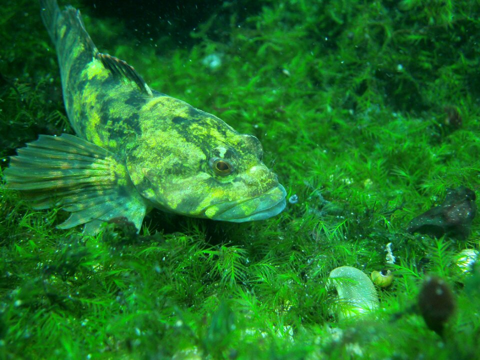 Water wildlife nature
