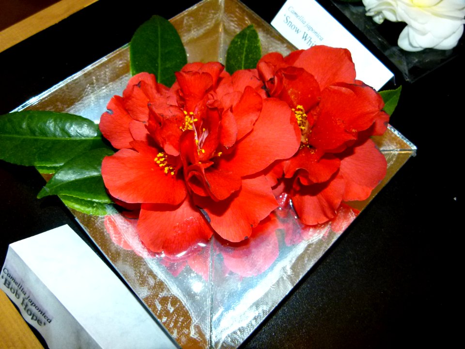 Camellia japonica 'Bob Hope'