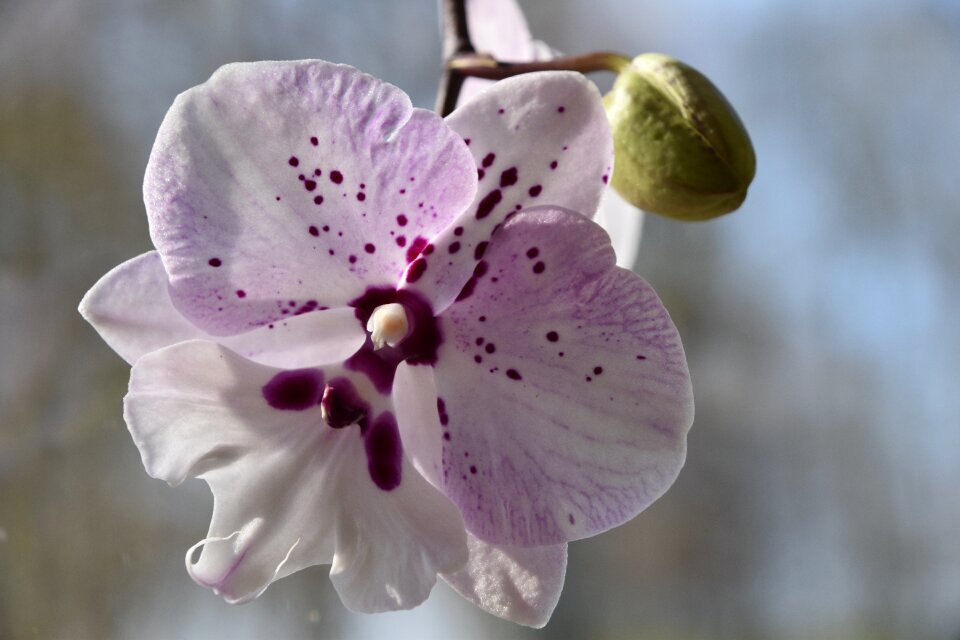 Fulfillment petal orchid