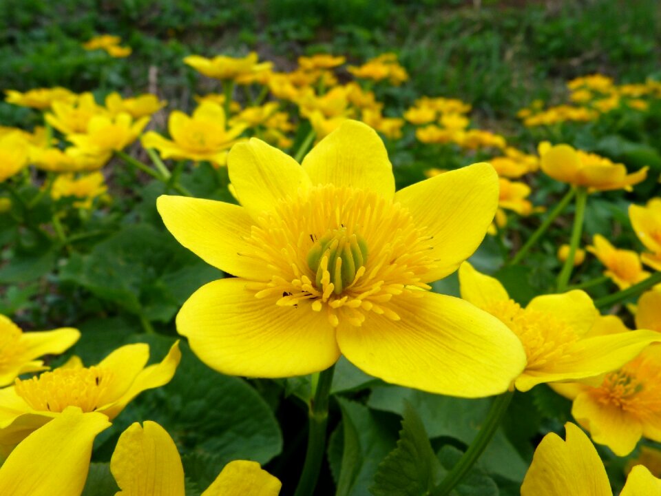 Summer garden marsh marigold mud
