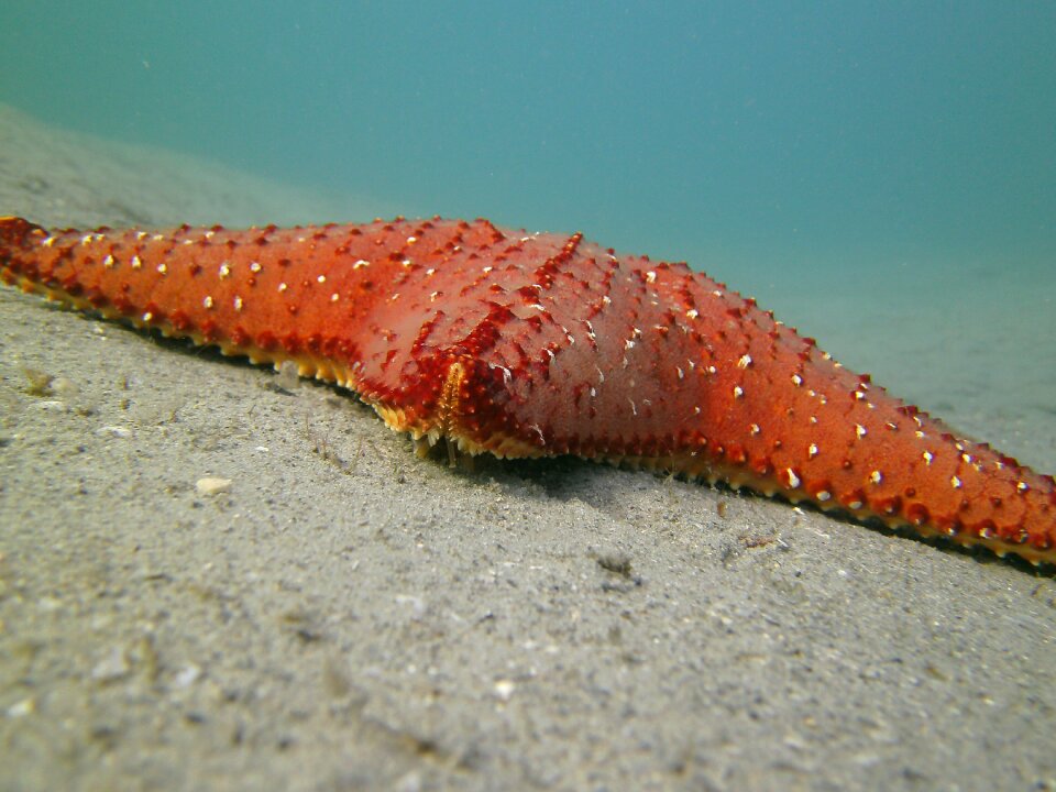 Scuba sea snorkeling