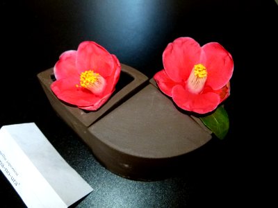 Camellia japonica 'Tama-no-ura'