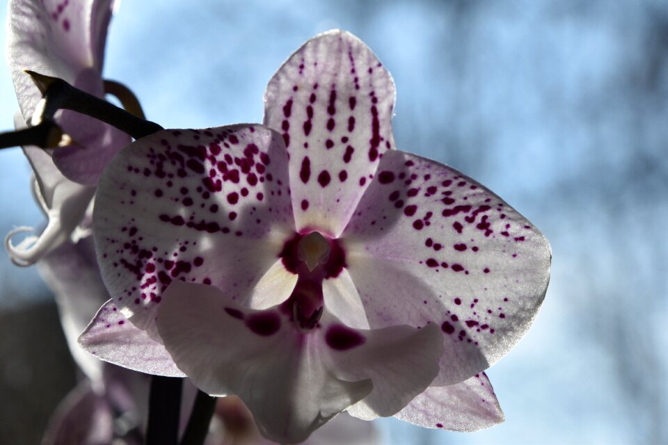 Orchid flowering phalaenopsis