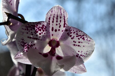 Orchid flowering phalaenopsis photo