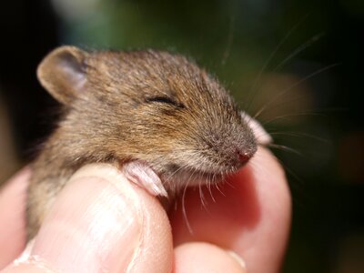 Mouse animal baby animal photo