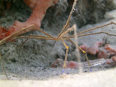 Arrow crab underwater