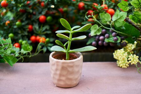 Live oxygen chlorophyll