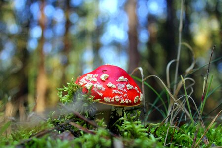 Poisonous autumn poisonous mushrooms