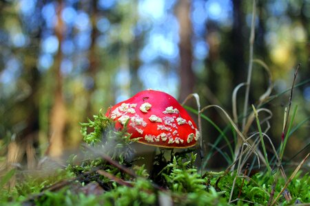 Poisonous autumn poisonous mushrooms photo