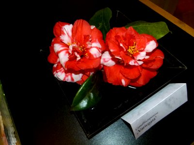 Camellia japonica 'Variegata' flowers