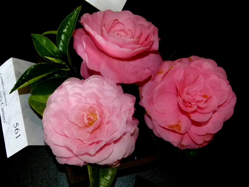 Camellia japonica 'Nuccio's Cameo'
