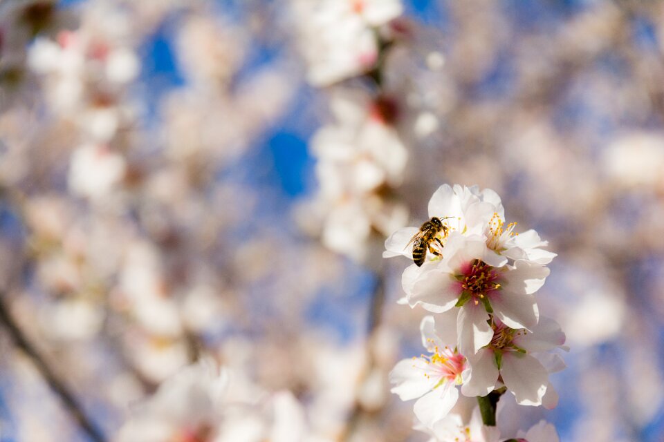 Tree plant almond blossom