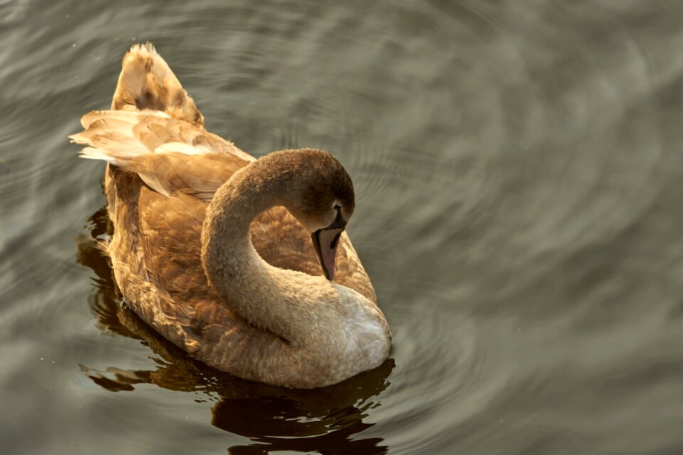 Swan young water bird bird