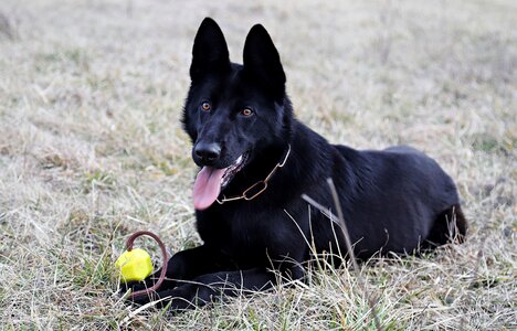 Dog ball game