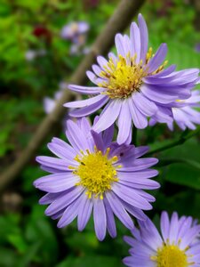 Flowers floral natural