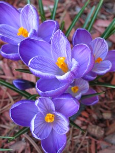 Spring nature violet
