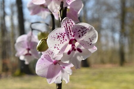 Orchid flowering bud