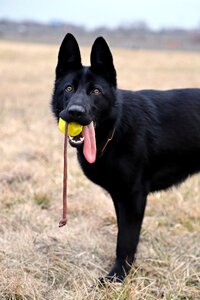 Dog ball game photo