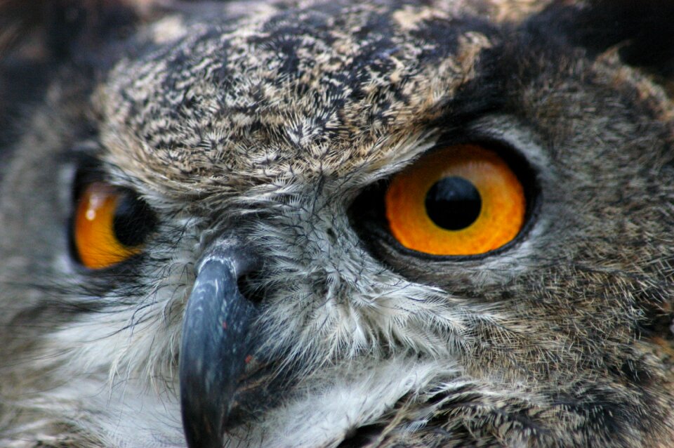 Nature wildlife predator