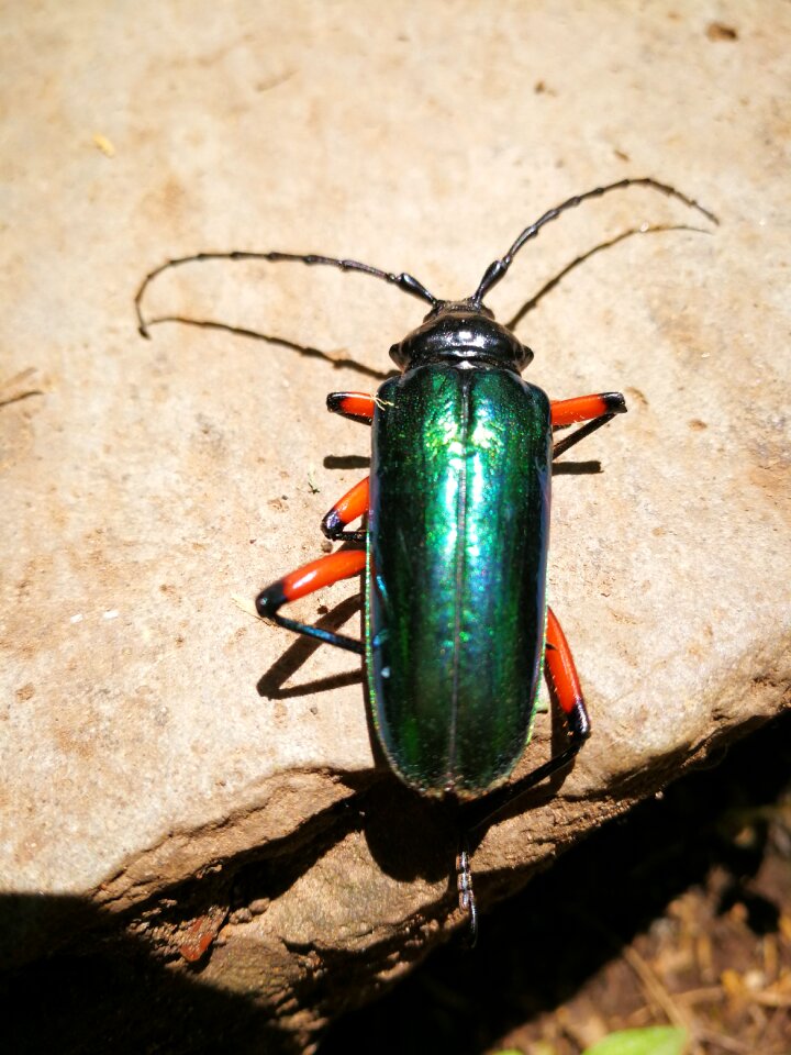 Insect beetle bugs