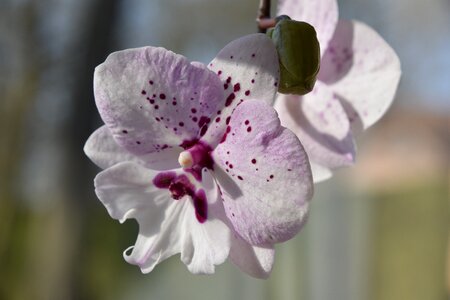 Orchid flowering bud