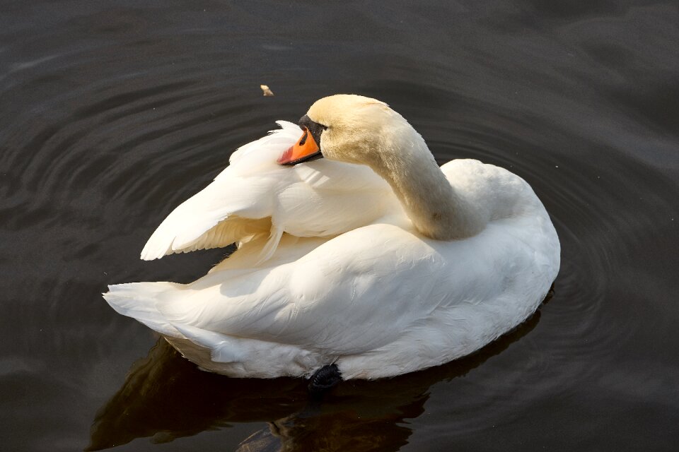 Schwimmvogel animal water