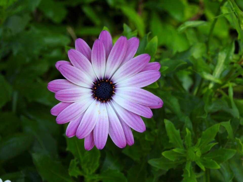 Purple flower blossom bloom