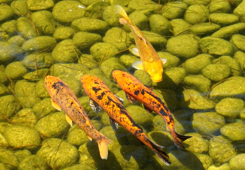 Water koi carp fish