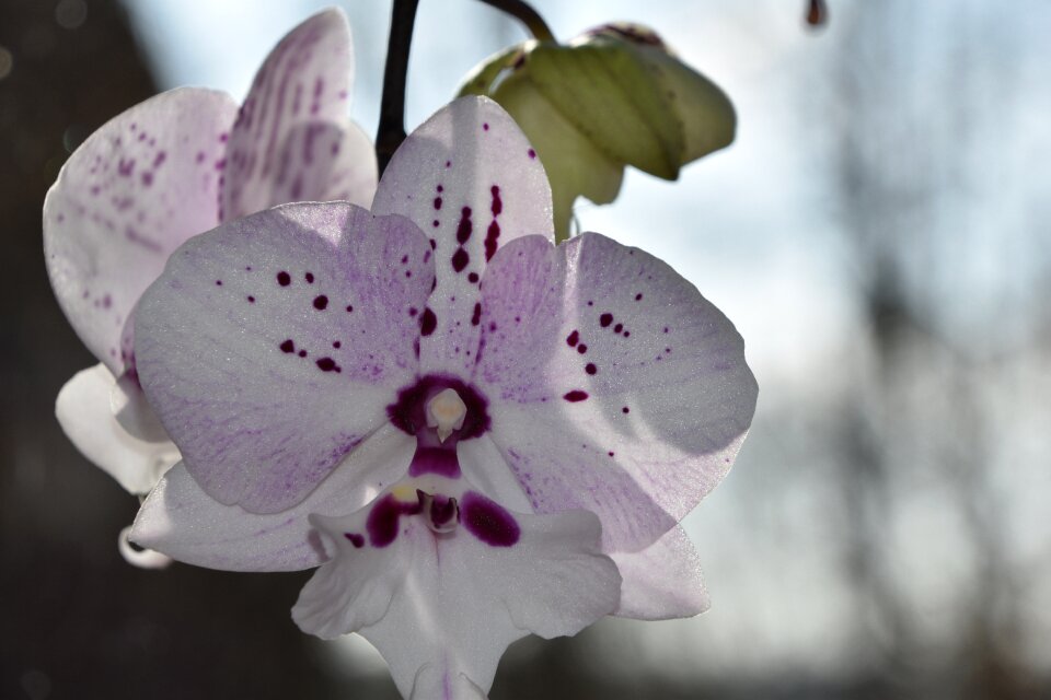 Orchid flowering bud