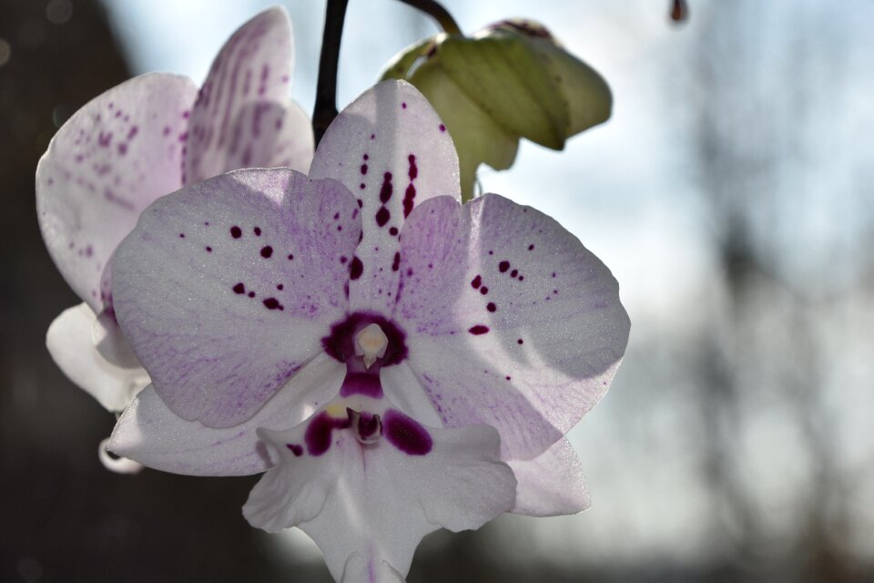 Orchid flowering bud photo