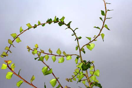 Plant nature green