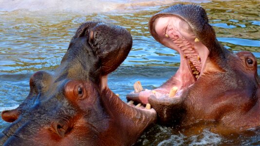 Hippo wild animals africa