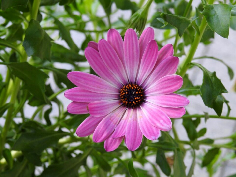 Pink flower plant nature