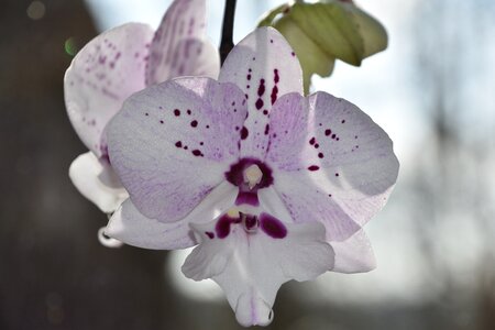 Orchid flowering bud