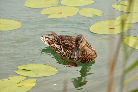 Lake green nature