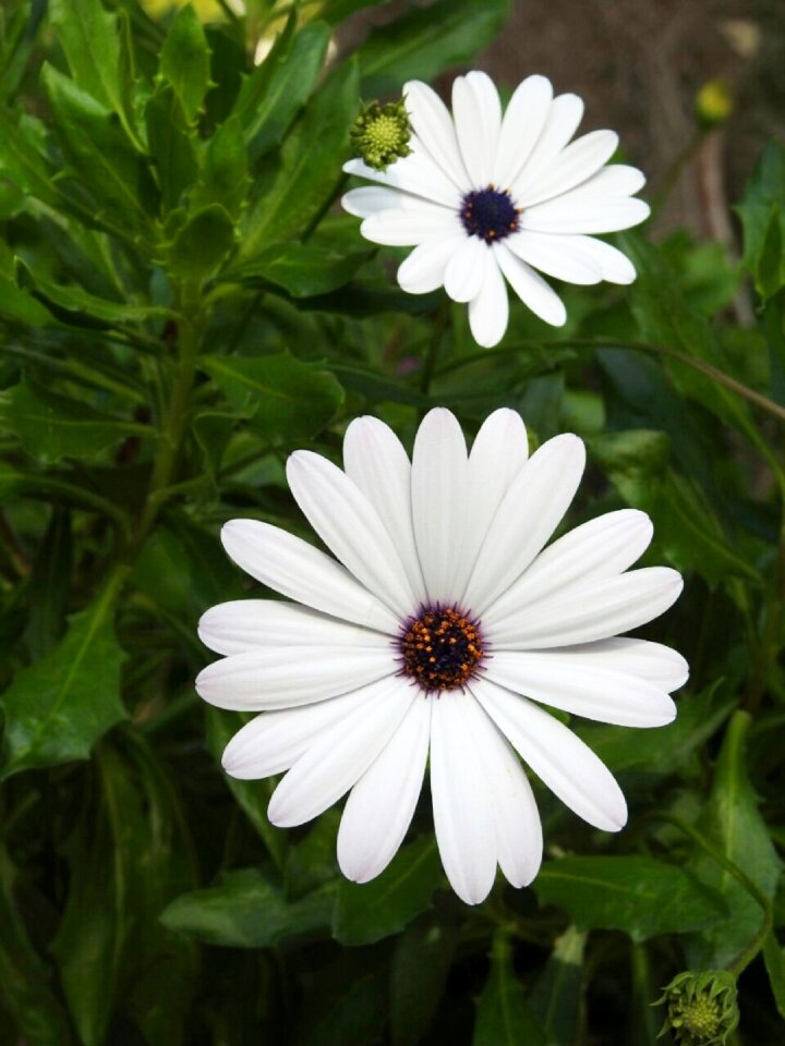 White flower blossom bloom