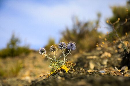 Nature meadow flower twinge