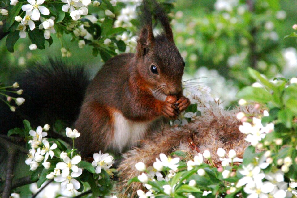 Nest animal forest animals photo