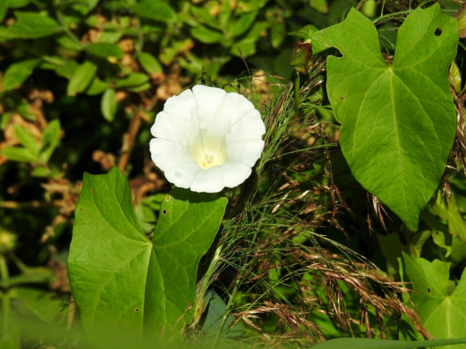 White blossom bloom