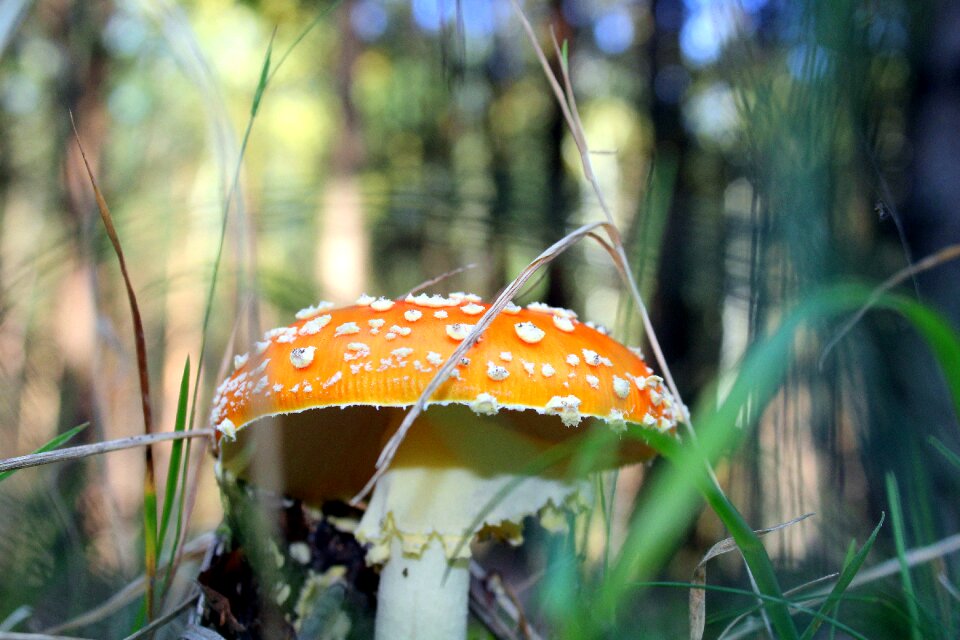 Autumn nature forest litter