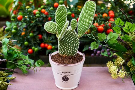 Dea plant garden