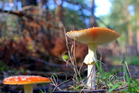 Mushrooms litter nature