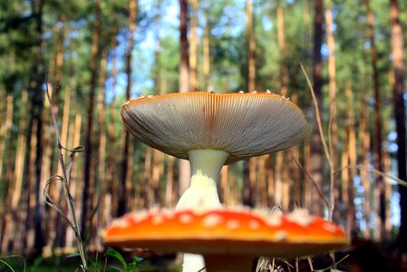 Litter vegetation nature photo